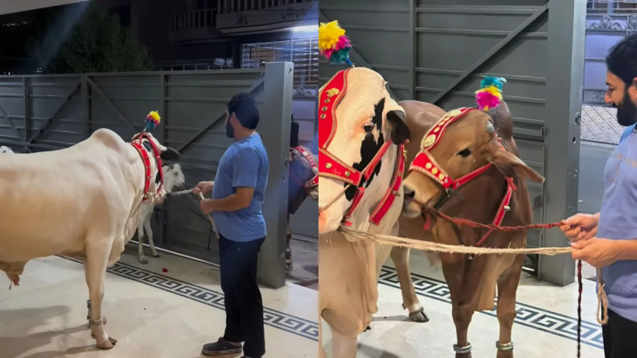 Saeed Ajmal sacrificed the bull in Bakra Eid